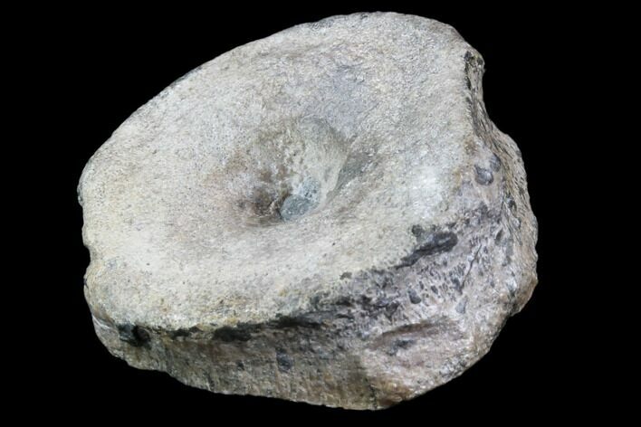 Ichthyosaur Vertebra - South Wales #86646